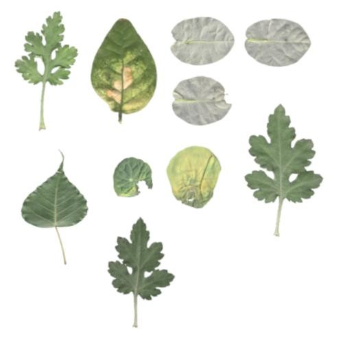 10 Leaf with Texture Part - II preview image 1